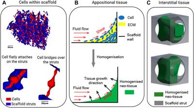 Porous Geometry Guided Micro-mechanical Environment Within Scaffolds for Cell Mechanobiology Study in Bone Tissue Engineering